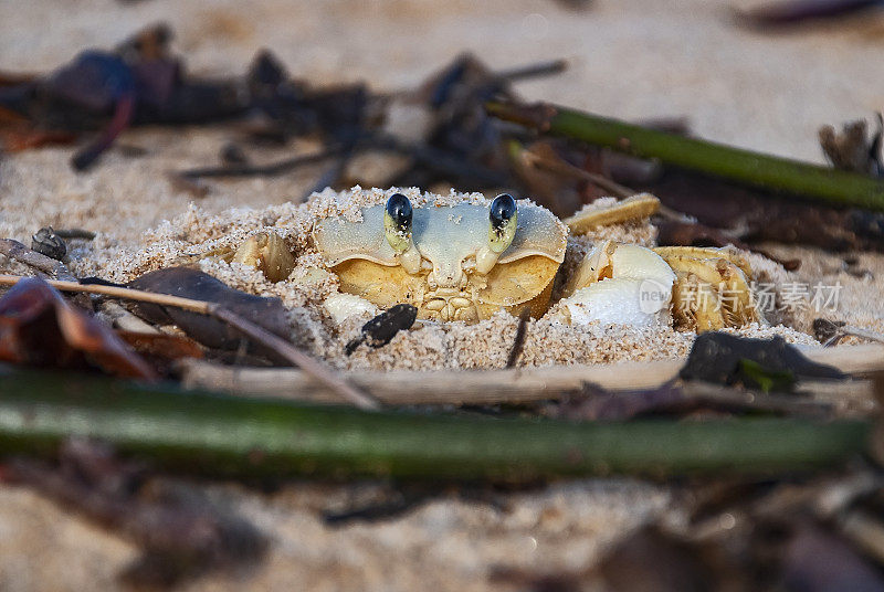 Guruçá quadrata (Ocypode quadrata) | Atlantic ghost crab